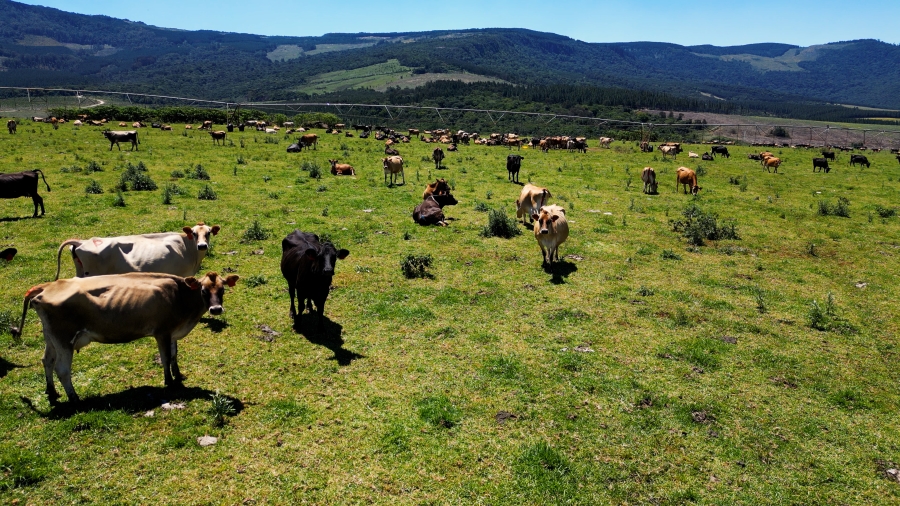 0 Bedroom Property for Sale in Stutterheim Rural Eastern Cape